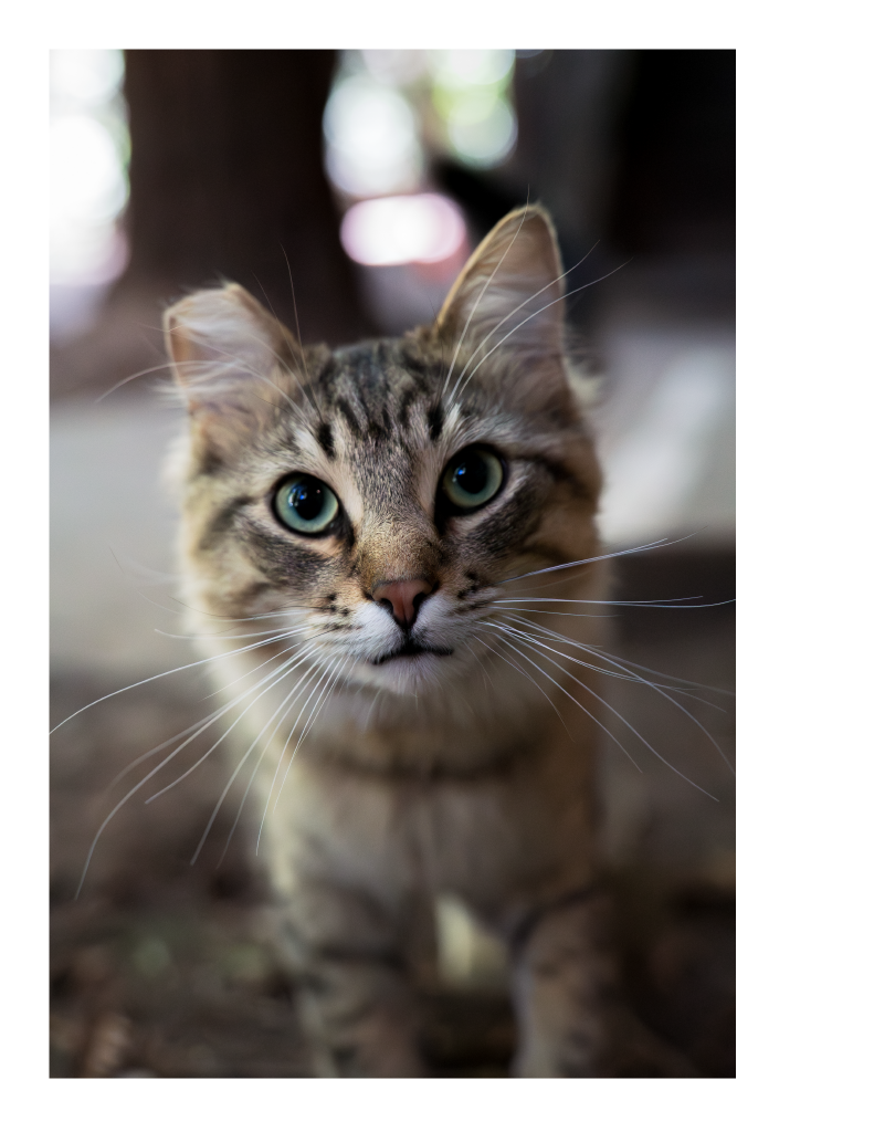 Chris King (12) - A feral cat with its ear cut curiously approaches the camera in Pfeiffer Big Sur State Park.